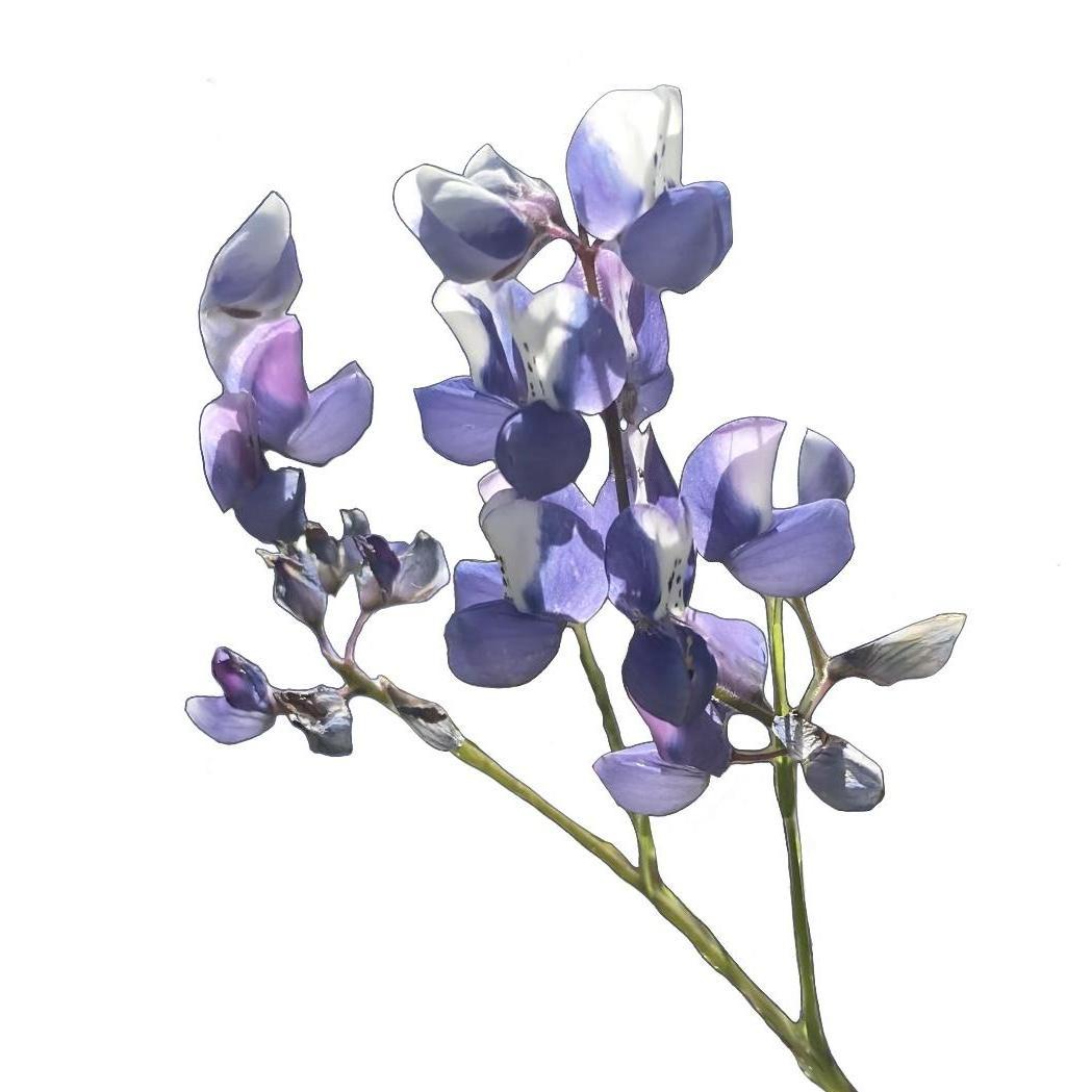 Sky Lupine at Fort Ord at our first hike together