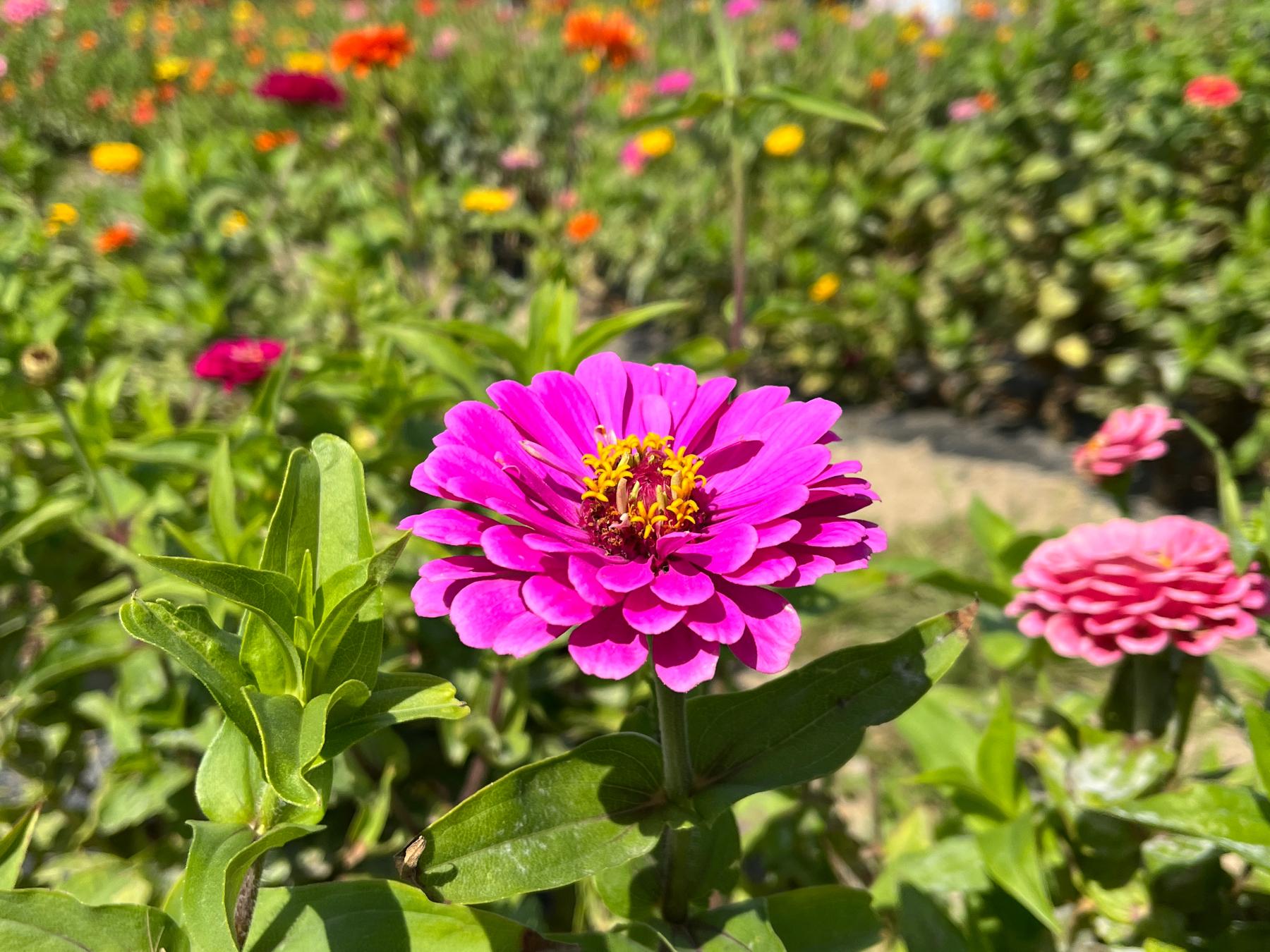 The Wedding Website of Amanda Castillo and Christian Castrellon