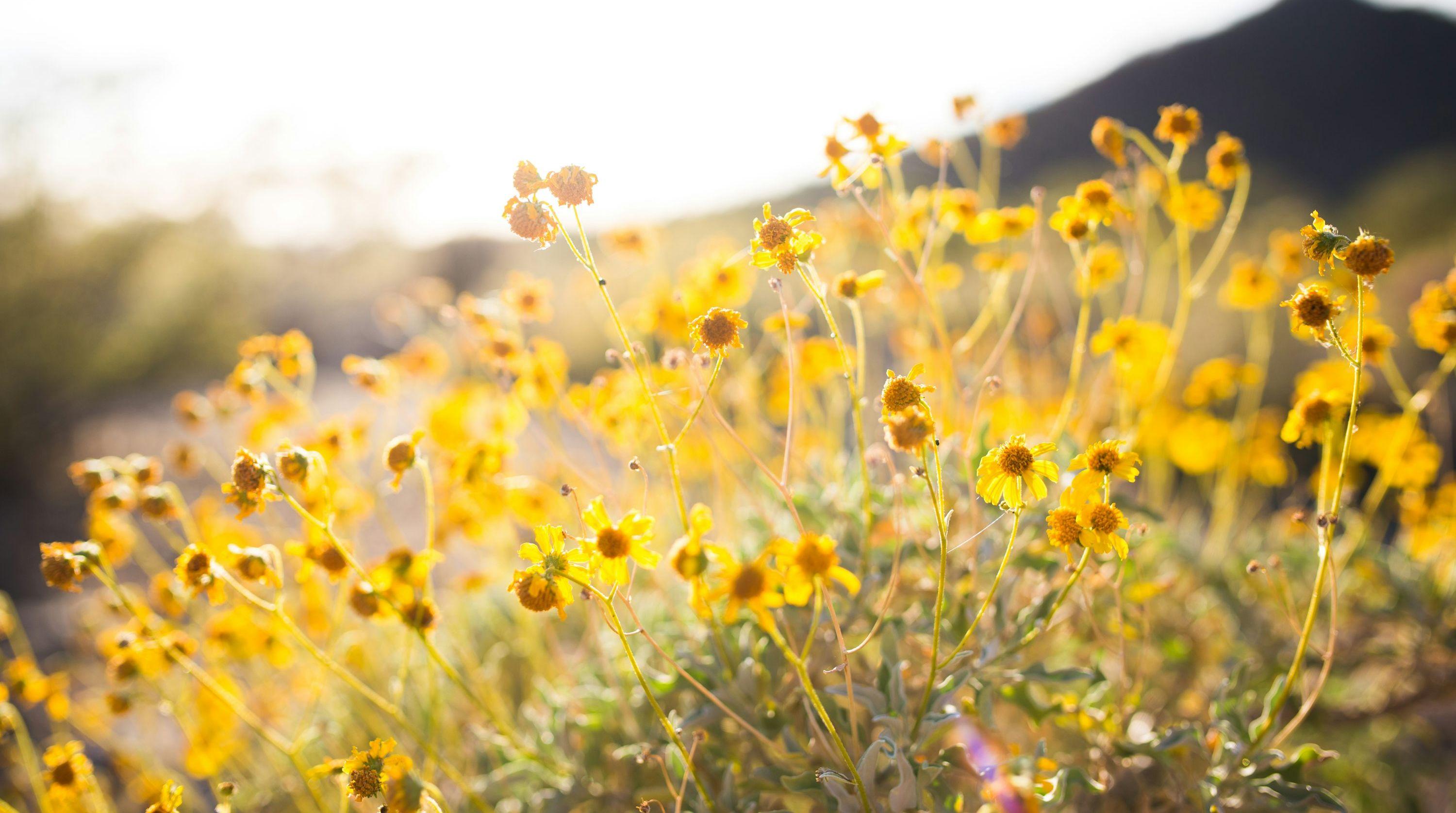 The Wedding Website of Sarah Minamyer and David Paul