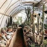 Moorten Botanical Garden