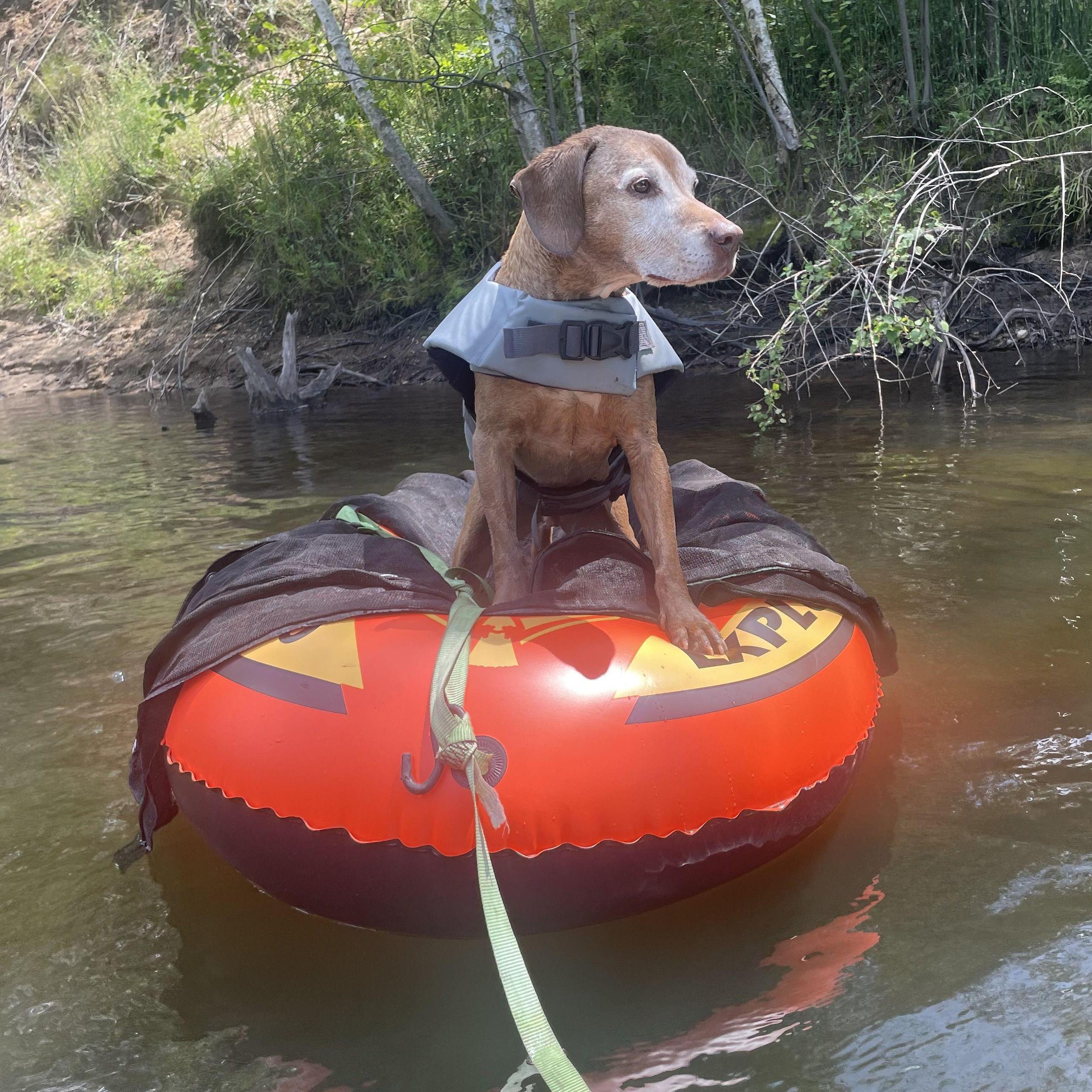 Bruin at his First Floatilla!