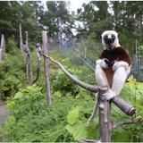 Duke Lemur Center