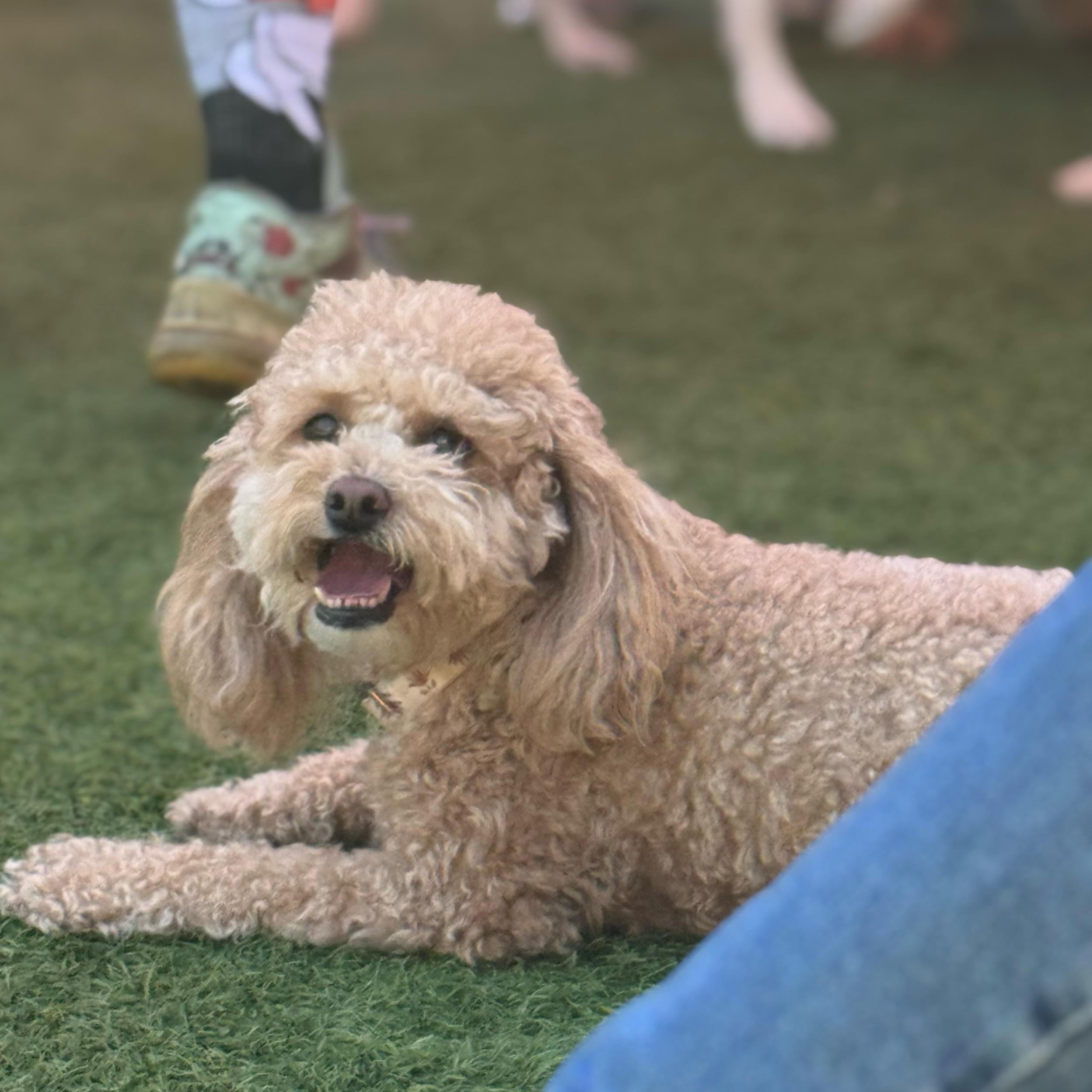 Treats and Toys for Noodle