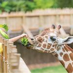 Fort Worth Zoo