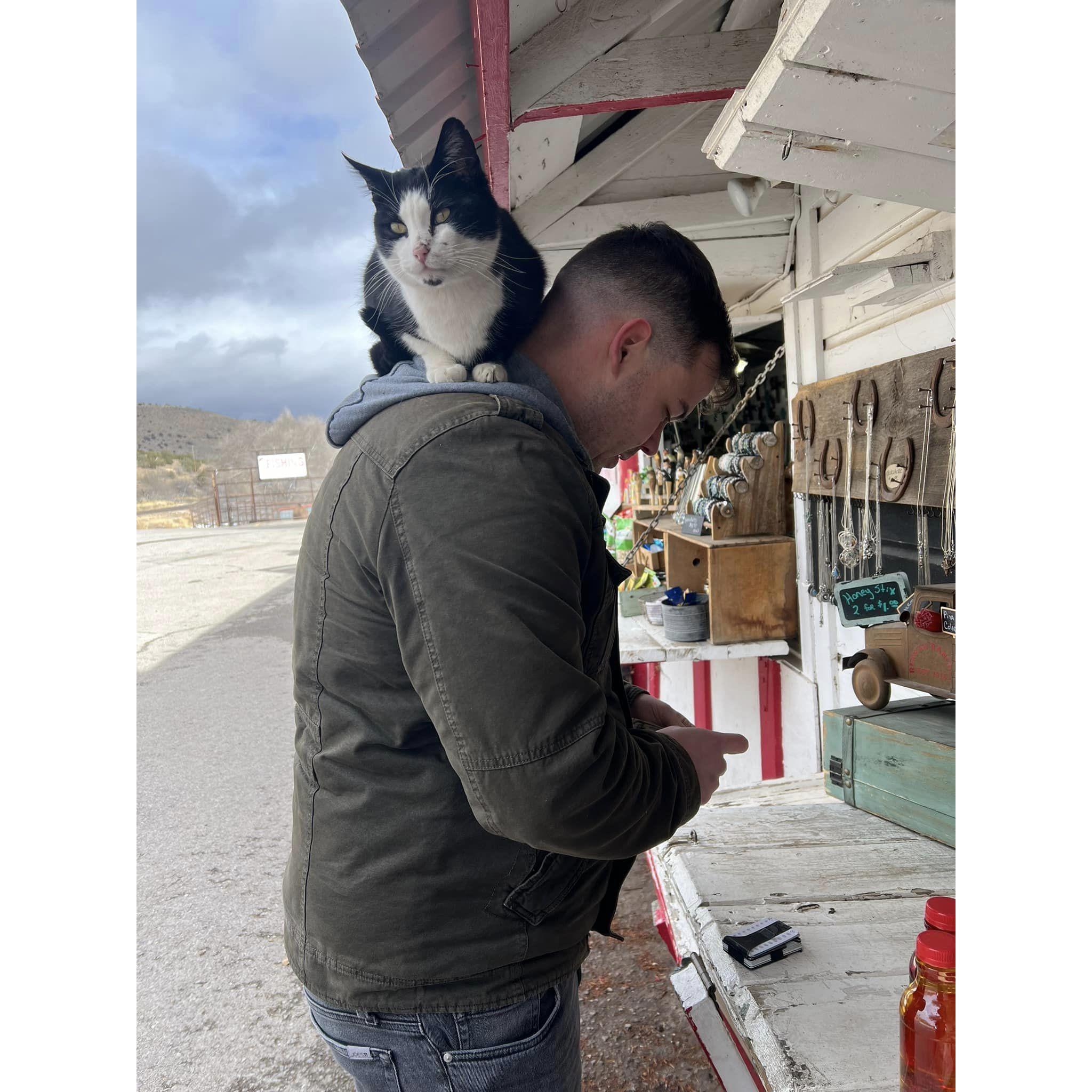 This is Goat the cat. Random small rest spot we found in the middle of nowhere New Mexico.