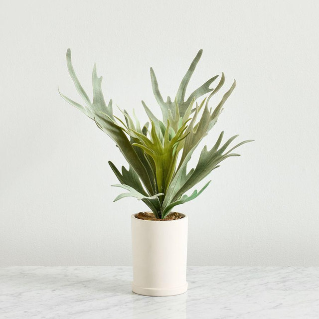 Potted Staghorn, Medium