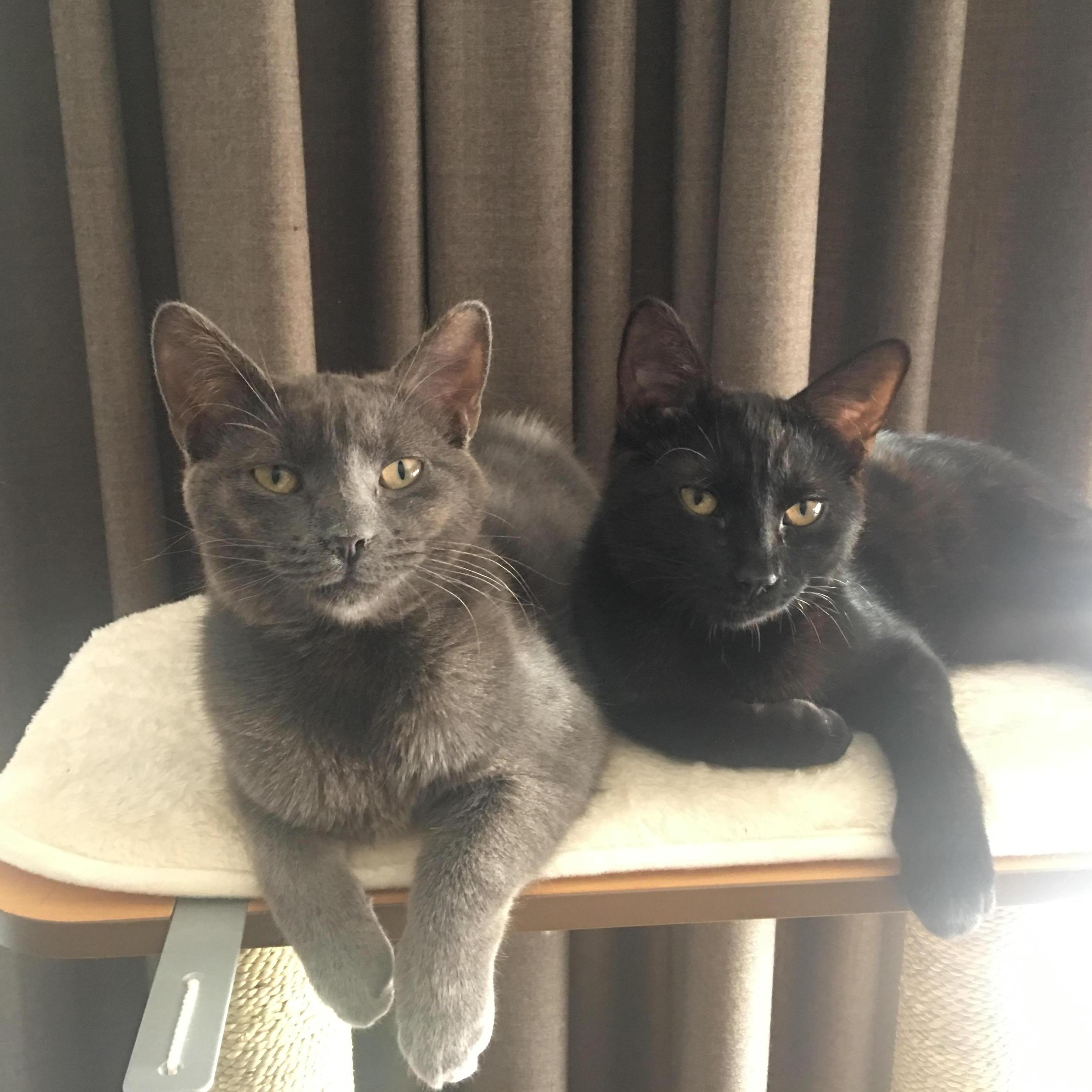 Franklin and Sasha's cover for their debut album