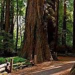 Henry Cowell Redwoods State Park