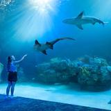 Mote Science Education Aquarium (SEA)