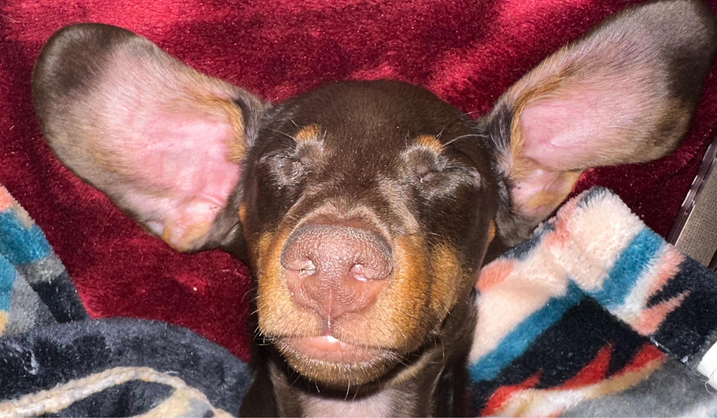 The Wedding Website of Madison Shoaf and Tre Warner