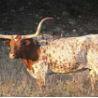 Dripping Springs- other attractions