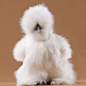 Name a Chicken