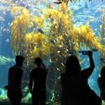 Birch Aquarium at Scripps