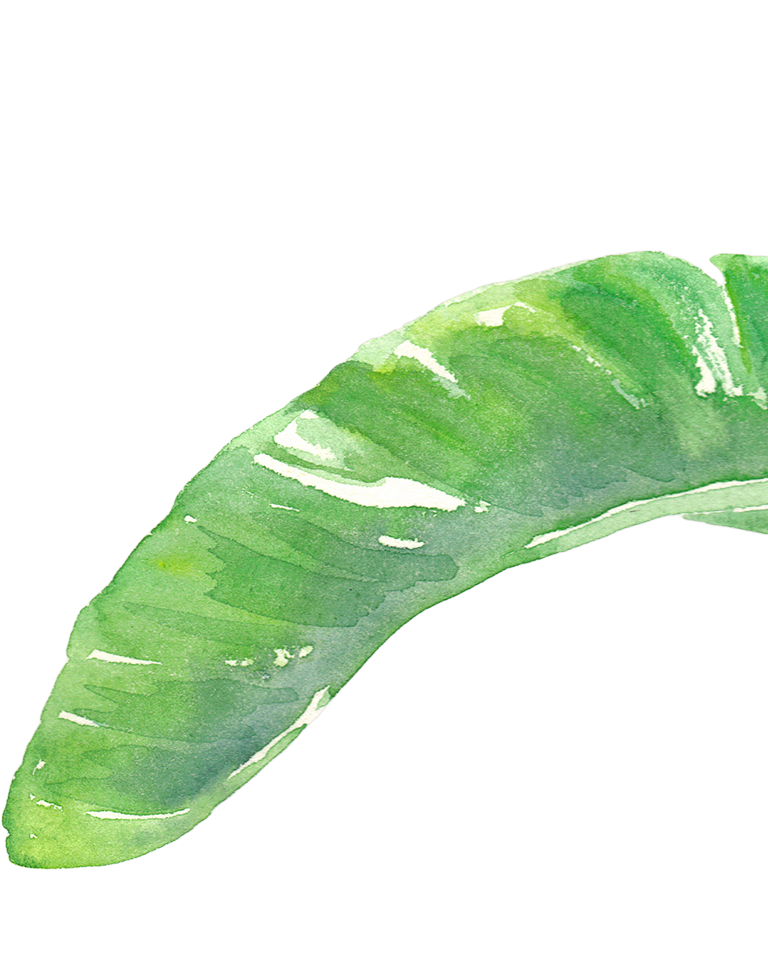 Monstera Leaf