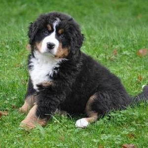 New Puppy Fund
