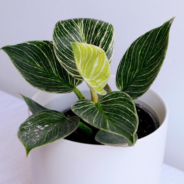 Philodendron Birkin 6”