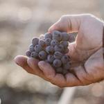 DaFoe Wines
