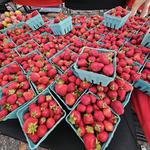 Rittenhouse Farmers' Market