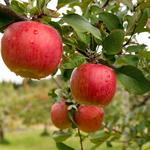 Blake's Orchard & Cider Mill