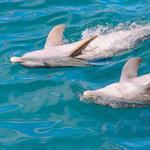 Dolphin Habitat