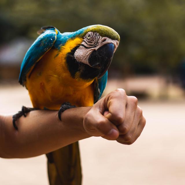 Birdwatching Adventure in Costa Rica