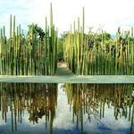 Jardín Etnobotánico de Oaxaca