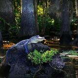Swamp Tours (Nature & Wildlife Adventure)