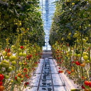 Visit to Friðheimar on our Honeymoon, Iceland's geothermal tomato farm