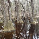 Leon Sinks Geological Area