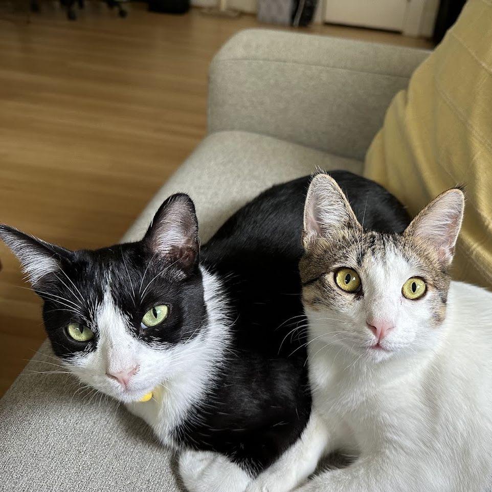 We adopted Phoebe (left) and Benny (right) 2/24/24