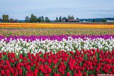 Tulip Festival