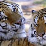 Wildlife Survival Sanctuary