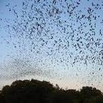 UF Bat Houses