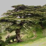 Cedars Of God, Bcharreh and Qadisha Valley