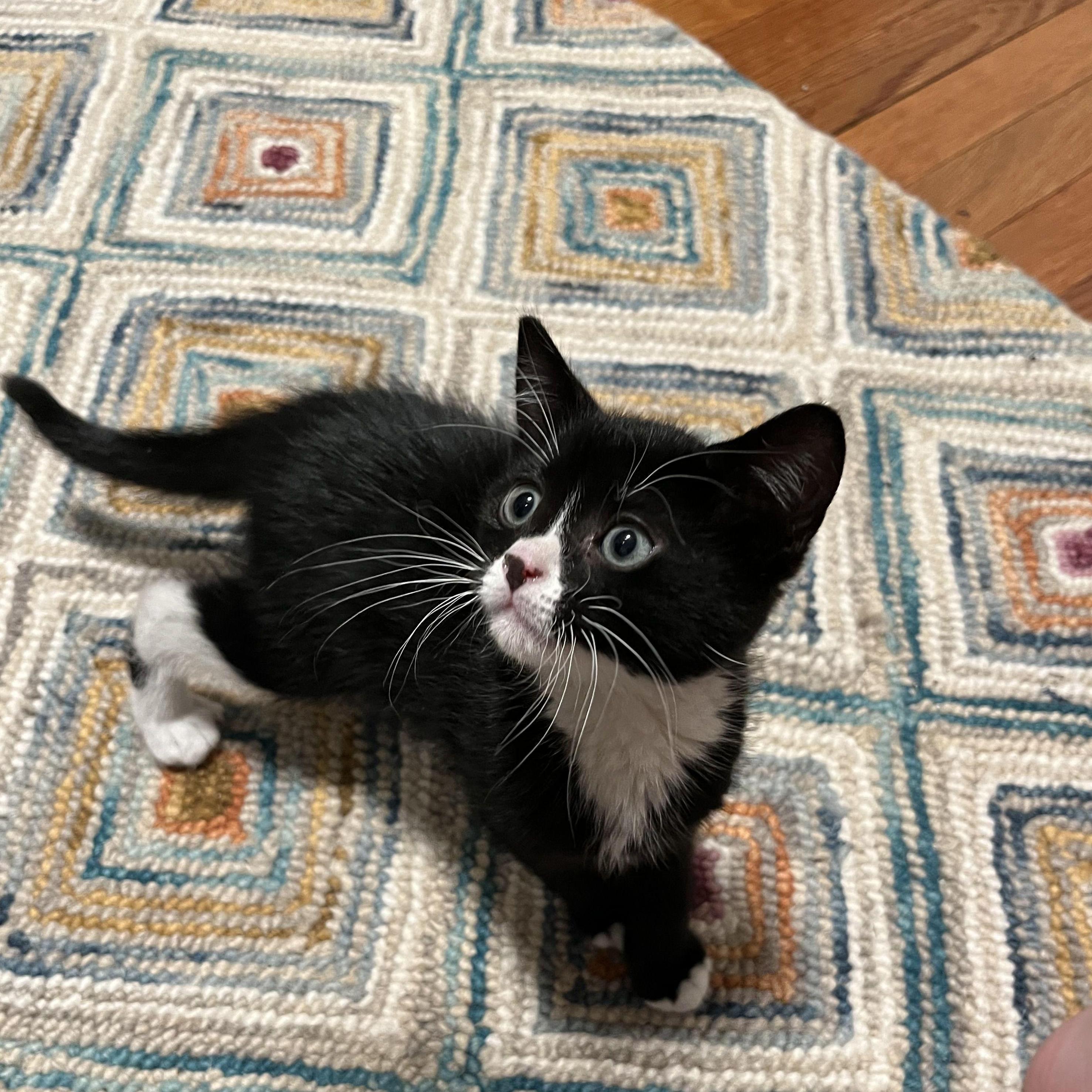 Newest family member! Hubble!