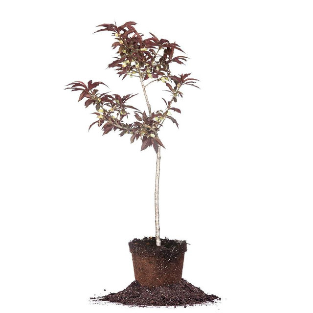 Bonfire Patio Peach Tree | 4 ft. Tall | Unique Foliage | Brightly Colored Foliage | Self-Pollinating, Produces Fruit