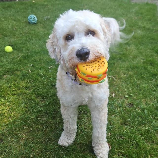 Phoebe’s toy fund
