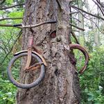 Old Bicycle In The Tree