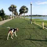 Pitt Street Bridge