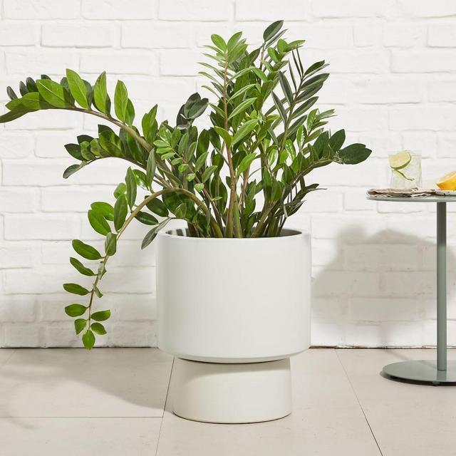 Bishop Pedestal Planters, Tall 13.5in, Alabaster