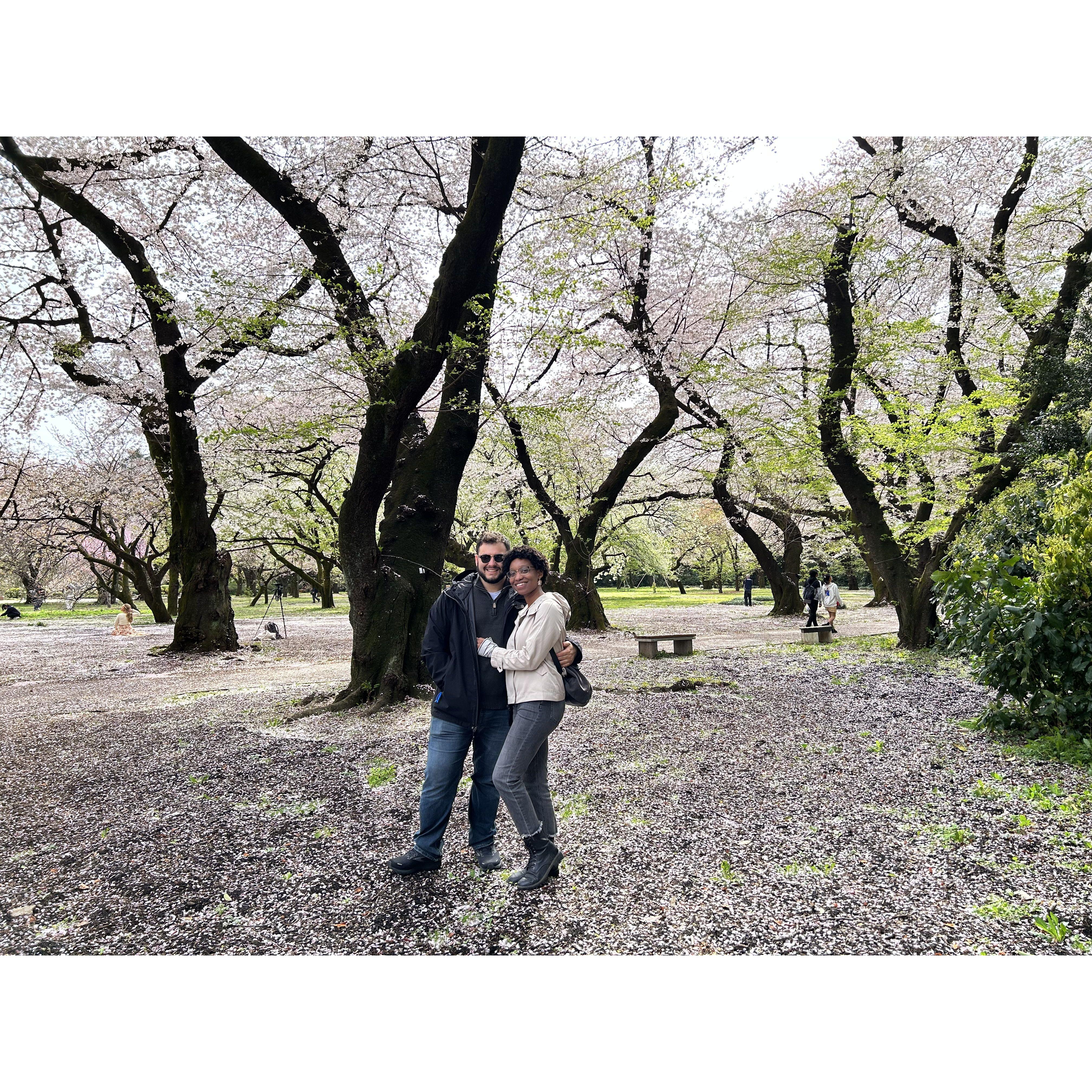 Among the cherry blossoms during our trip to Japan