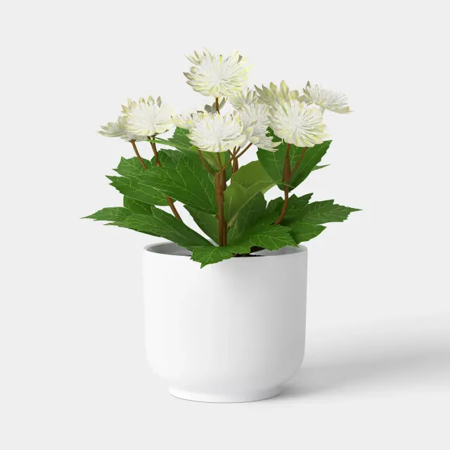 Pilea Mini Arrangement - Room Essentials™