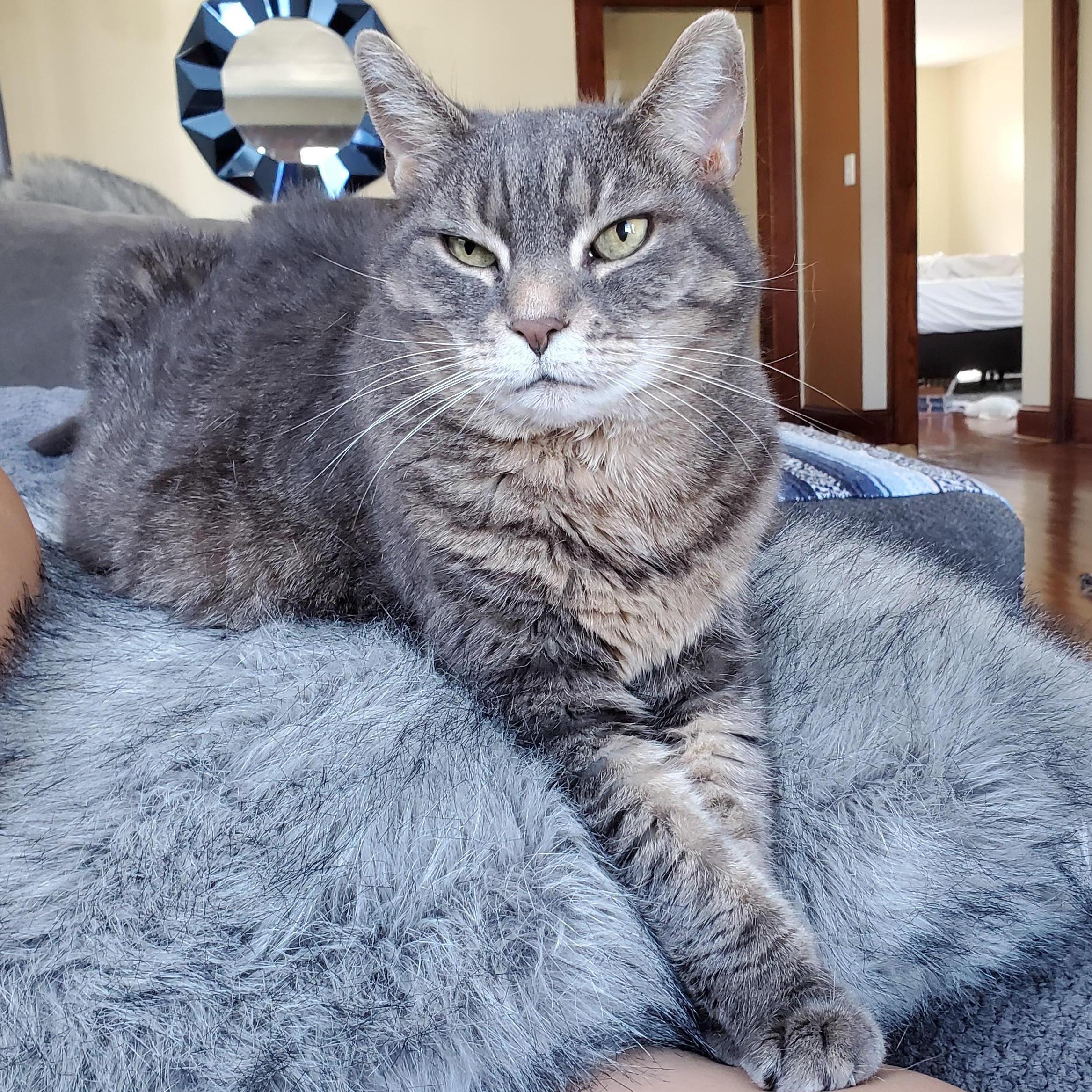 Our cat Mick. Stephanie adopted her in 2016 while working as a vet tech, her owner did not want her anymore and was going to euthanize her. She weighed 17lbs in 2016, and is now down to 14lbs!