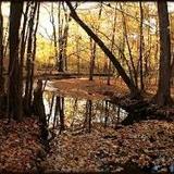 Hobb's Woods
