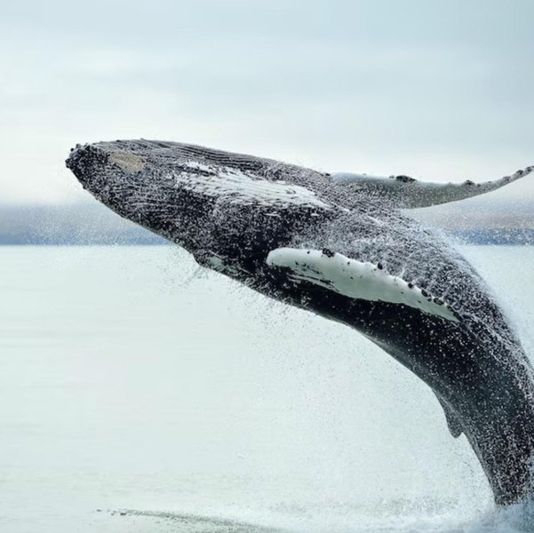 Honeymoon Series - Whale Watching