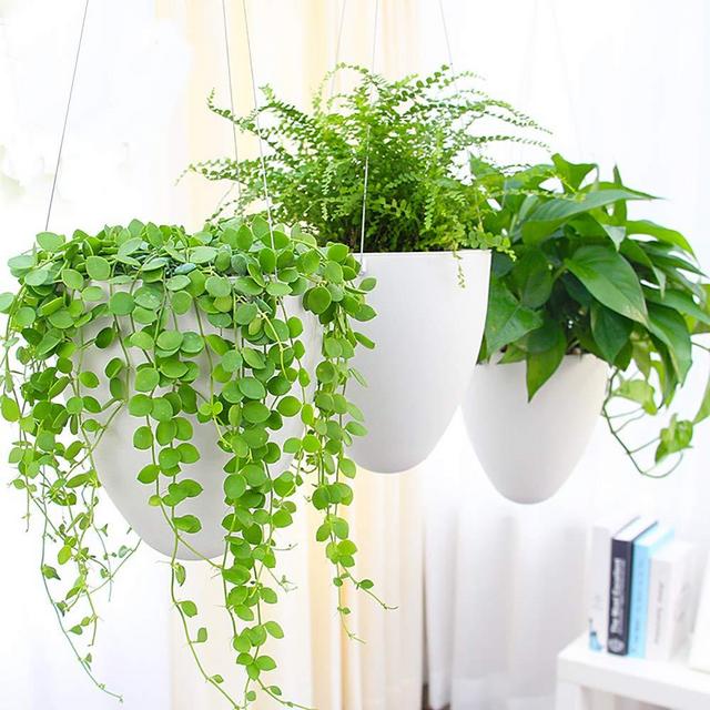 Sungmor Garden Self Watering Hanging Planter | 3PC Pack, White | Succulent Flower Pot Air Plant Holder | Unique Eggshell Houseplant Pots | Home Indoor Outdoor Office Decorative Container