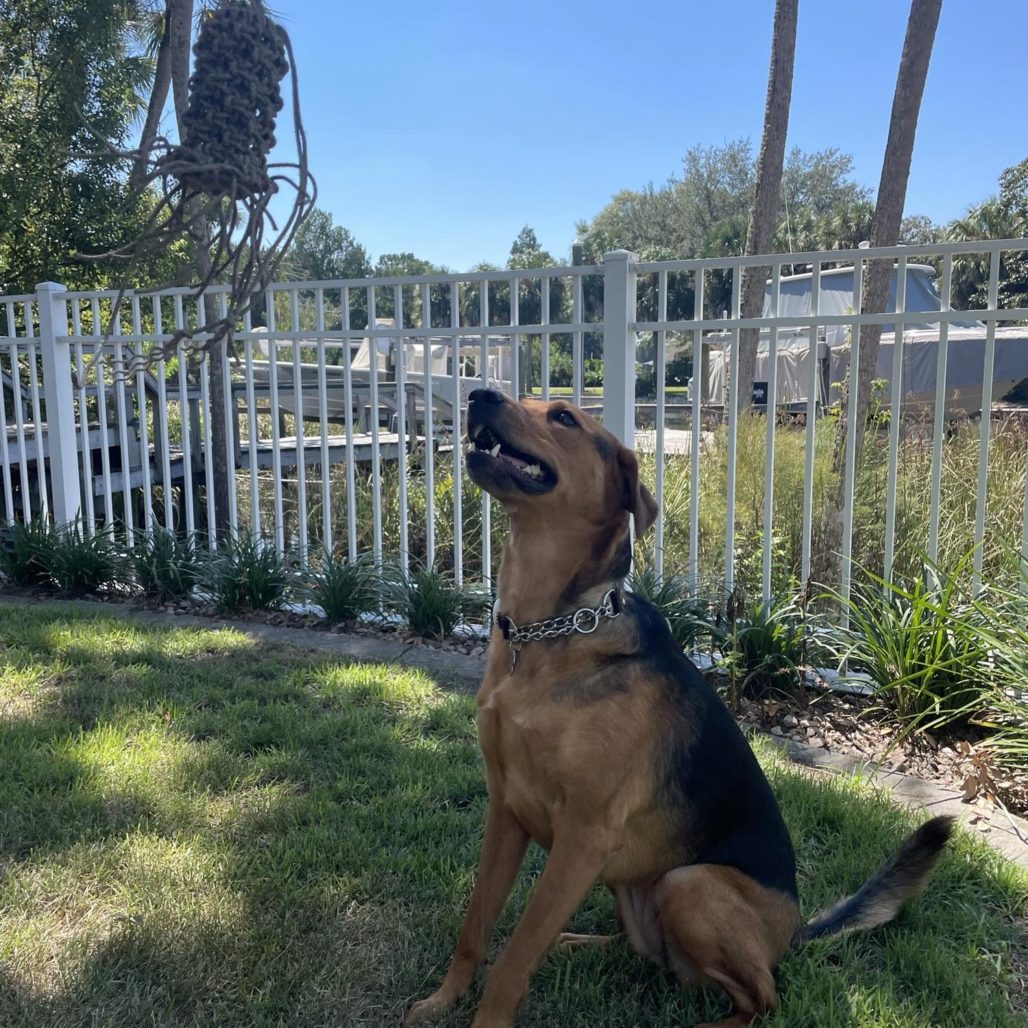 Autumn, Ben’s beloved rescue.