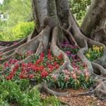 Marie Selby Botanical Gardens Downtown Sarasota
