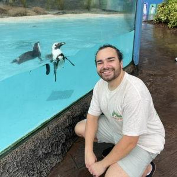 Swim with Sea Turtles