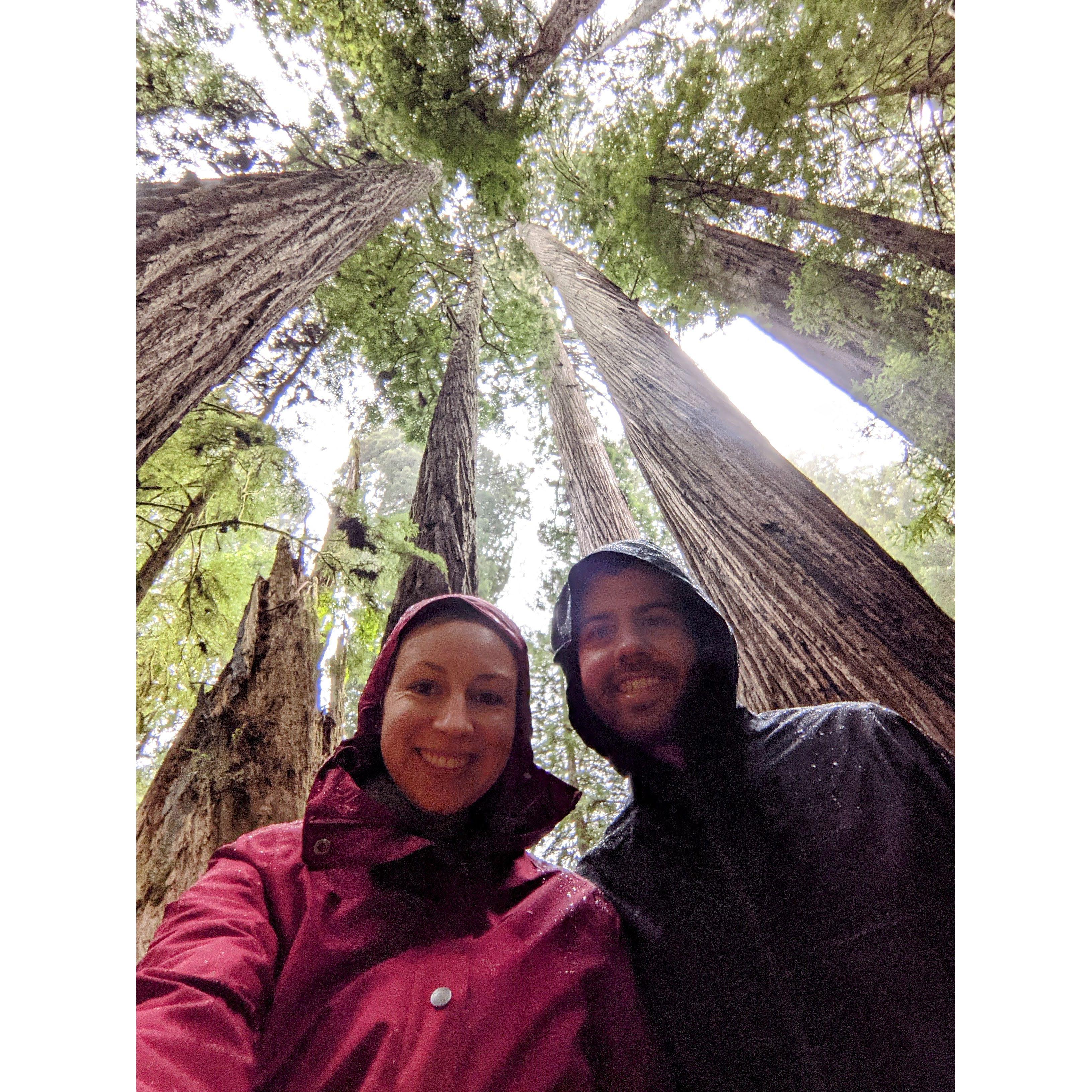 Redwoods National Park